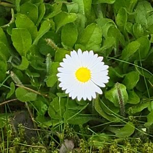 Meet your Posher, Rayna